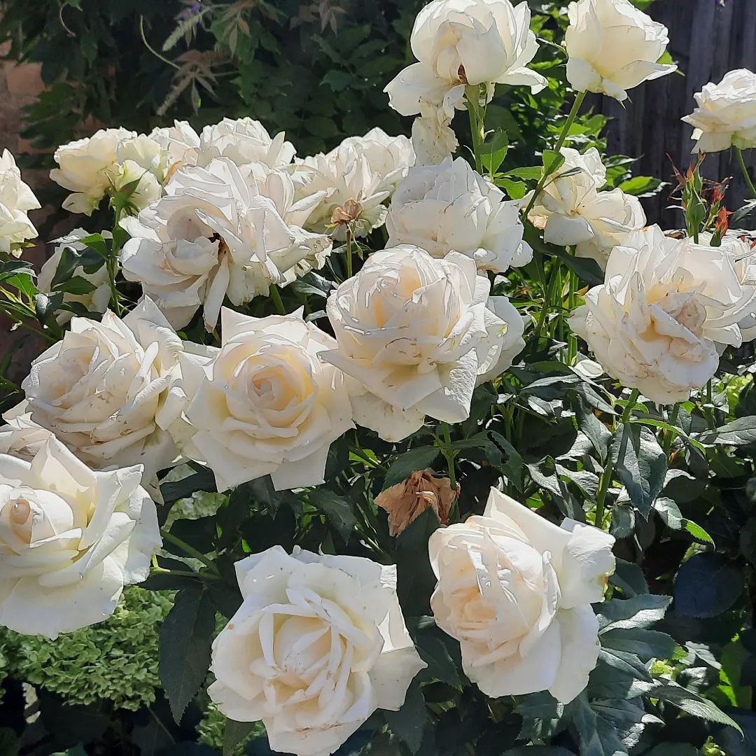 karen Blixen er en Storblomstret Rose. Flotte hvide blomster. En rose fra danske Poulsen Roser