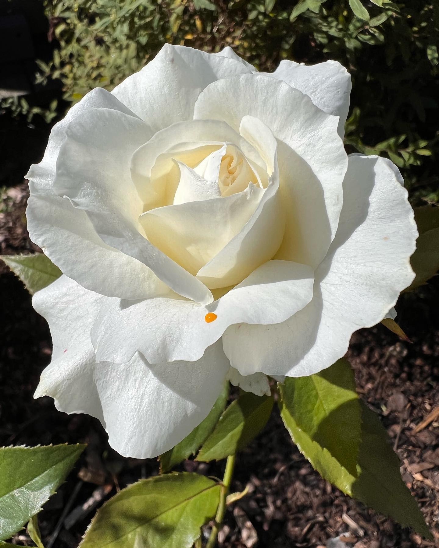 karen Blixen er en Storblomstret Rose. Flotte hvide blomster. En rose fra danske Poulsen Roser med snehvide blomster
