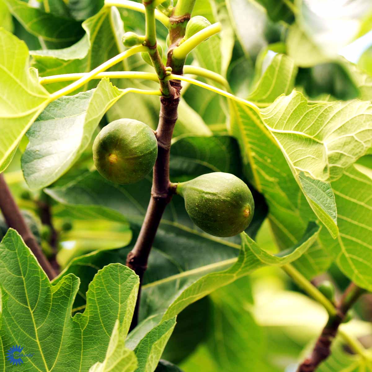 Røsnæs Figen — Ficus Carica `Røsnæs´ er en dansk fremavlet busk eller lille træ, der er særligt vinterhårdfør herhjemme og står her med flotte grønne blade og løv samt et par figner på vej til at modne