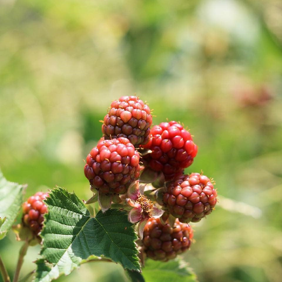 Boysenbær – Rubus `Thornless Boysenberry´