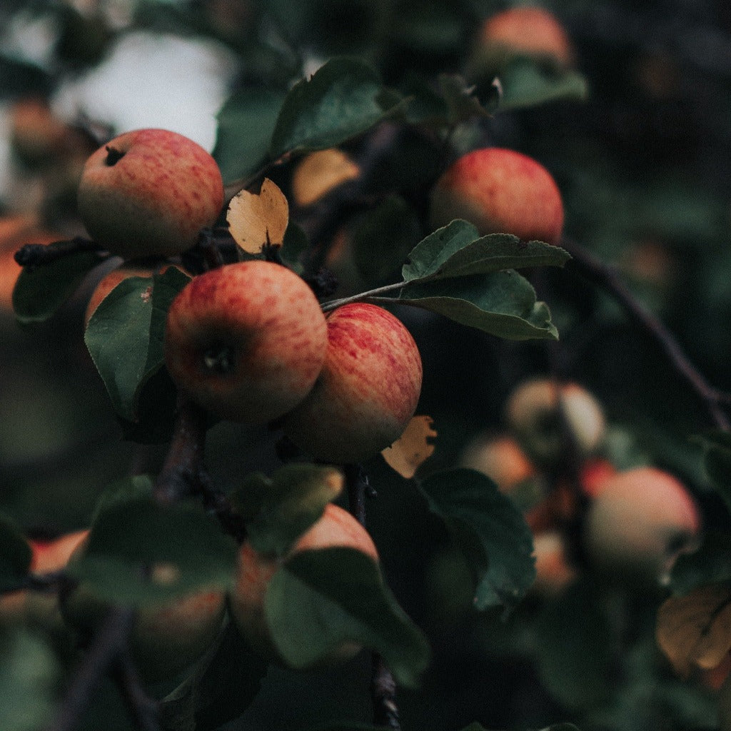 Æbletræ - Malus Domestica Elshof er Elstar æbletræet sætter æbler der kan holde sig lækre helt indtil næste forår her et meget mørkt billede