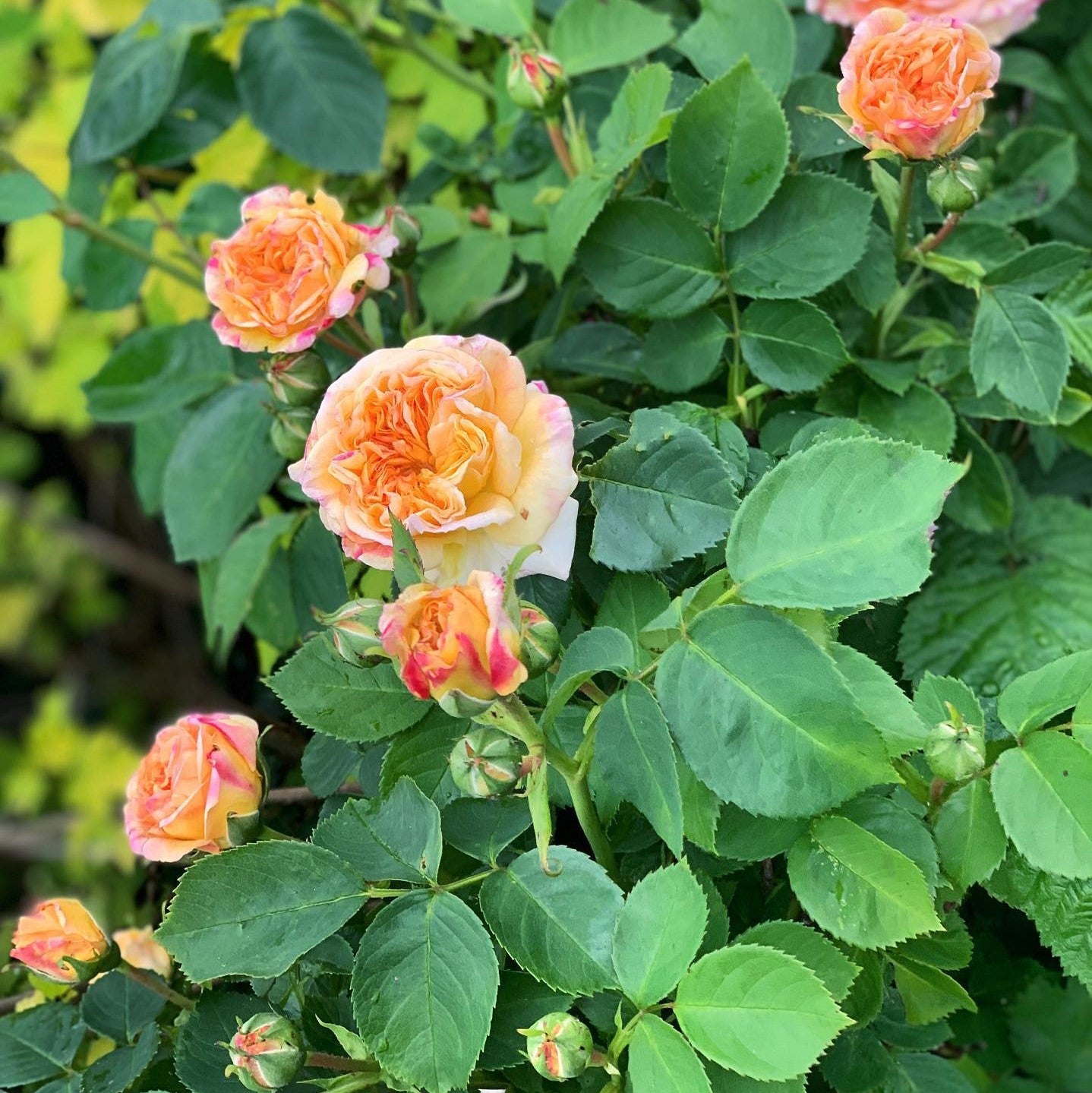 Slyngrose Alchymist Rose – Engelsk rose, Kordes, Slyngrose
