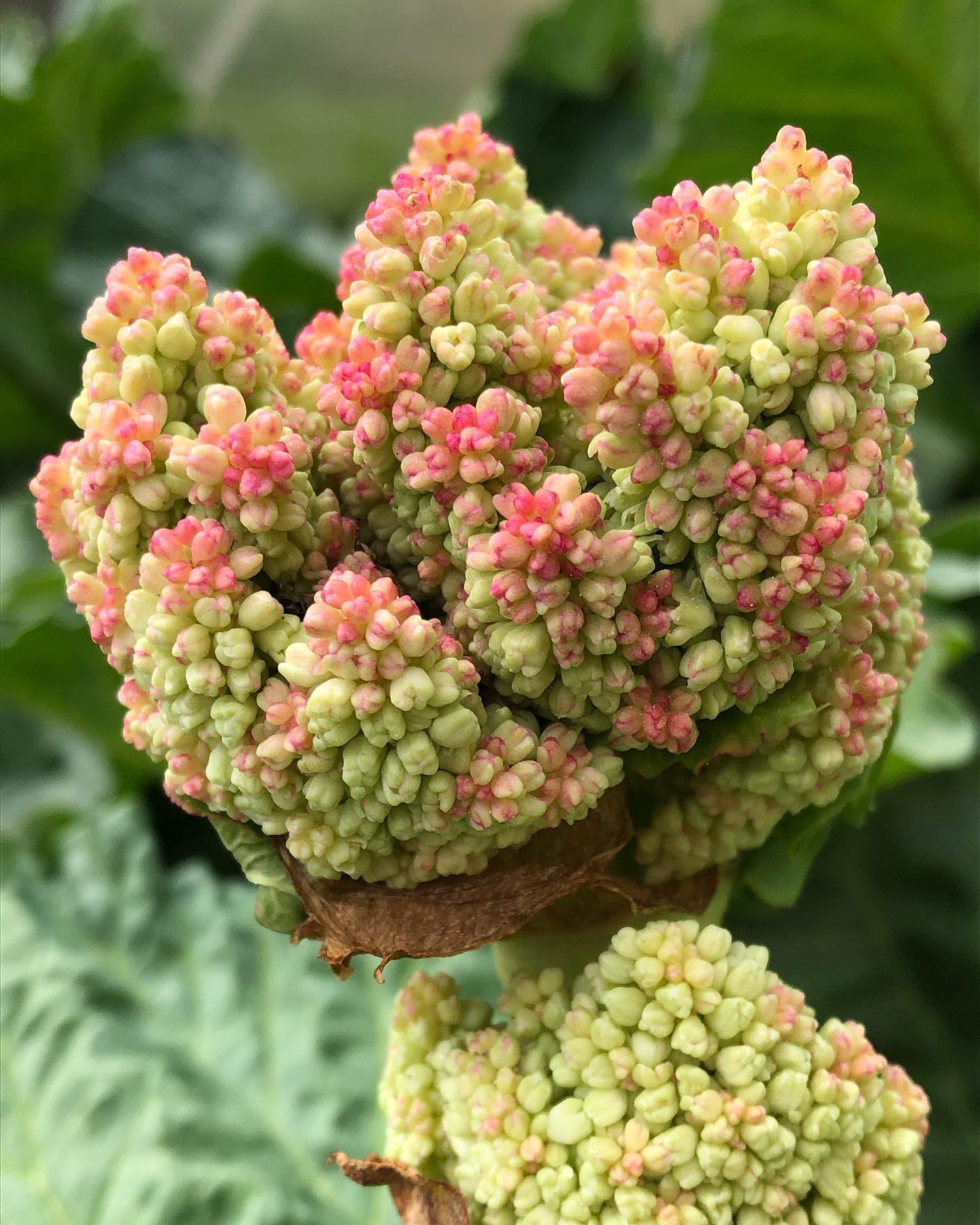 Rabarber – Rheum rhabarbarum `Livingstone´ med blomsterstand i udspring i fine grønlige, hvide og røde nuancer