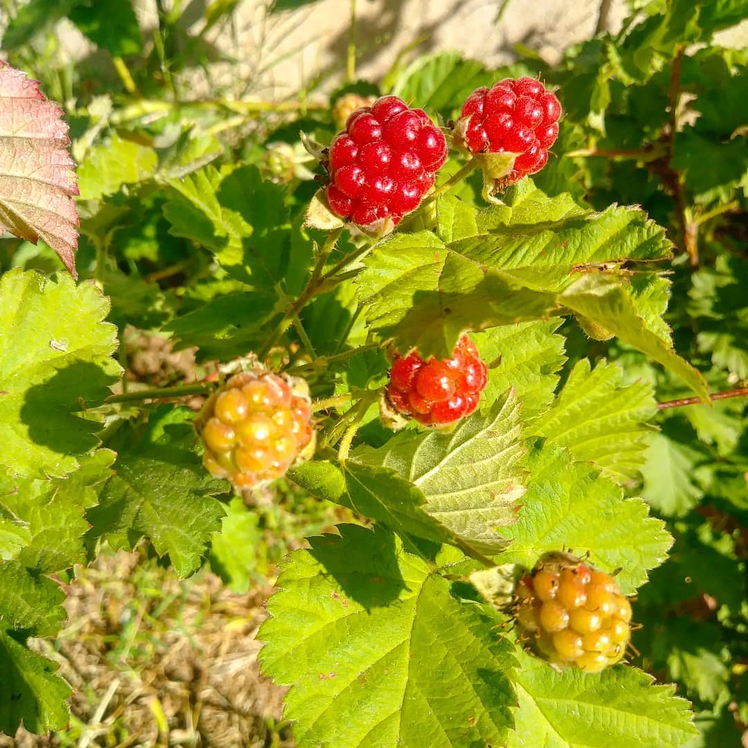 Boysenbær – Rubus `Thornless Boysenberry´