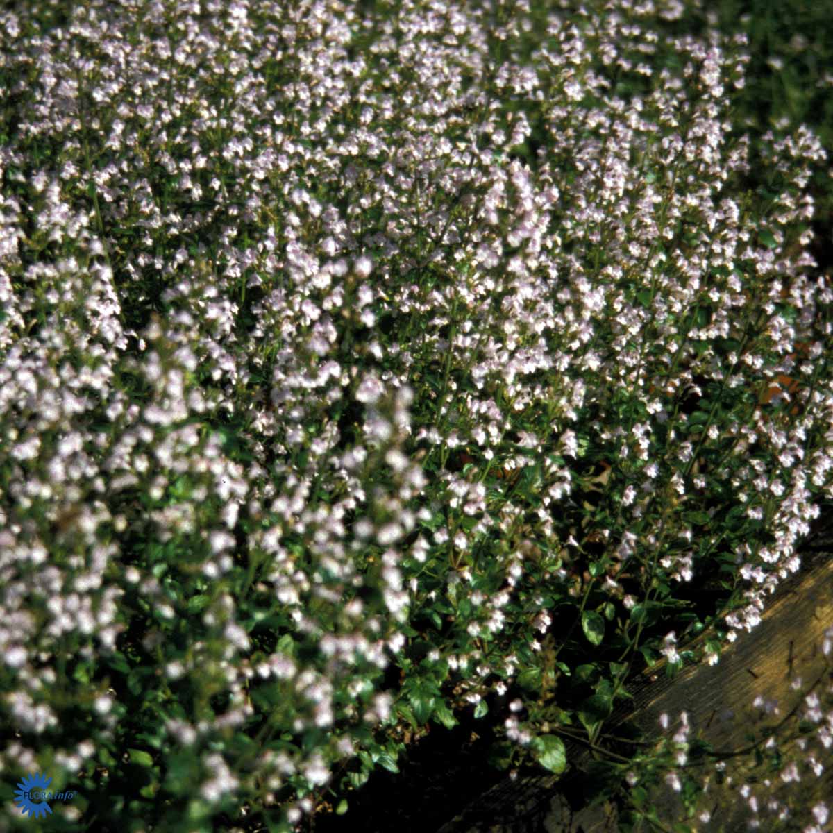 Bjergmynte - Calamintha Nepeta Ssp. Nepeta med lys-lilla eller lys violette blomster på oprette stængler og massevis af blomster