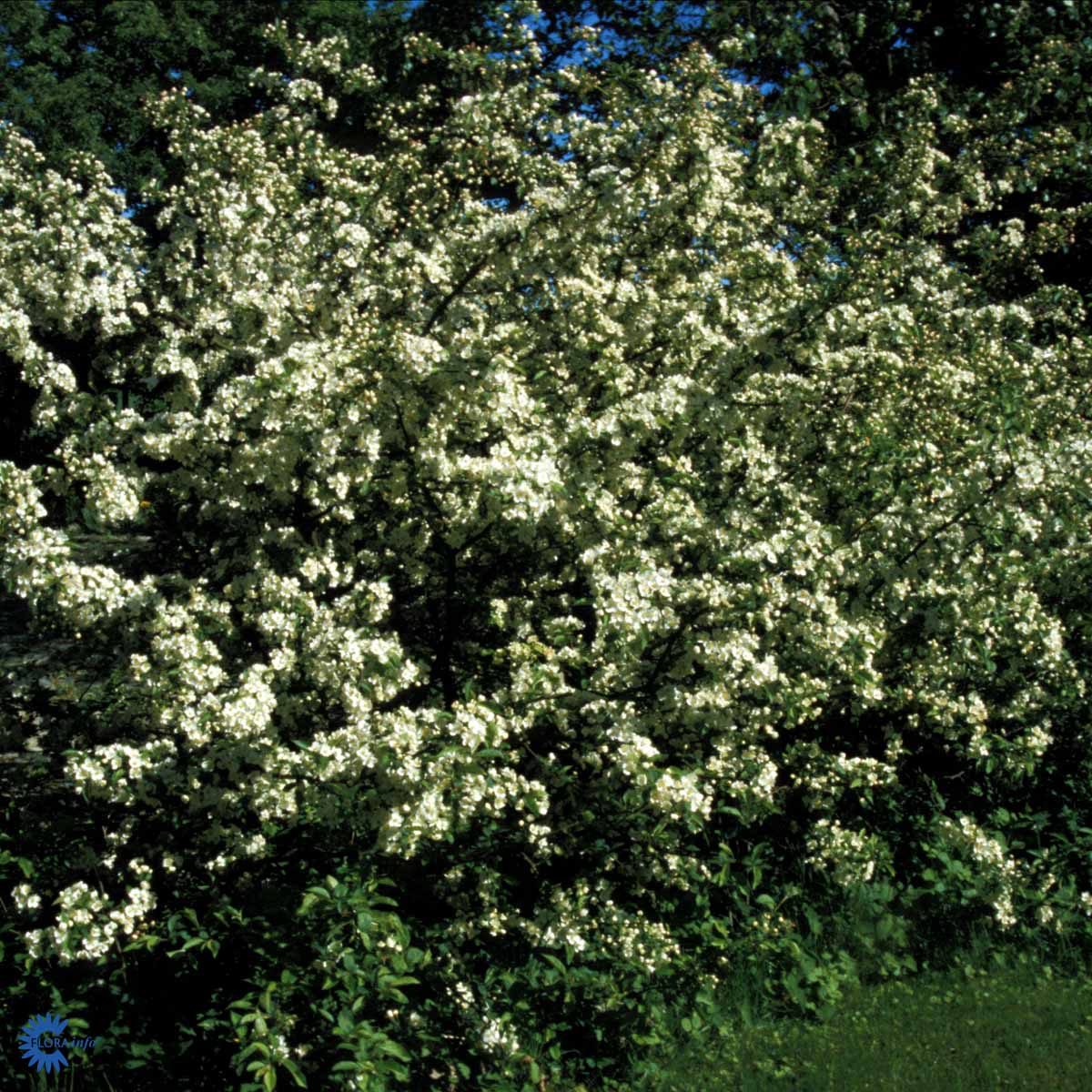Paradisæble (Malus Toringo Var. Sargentii) også kendt som Sargentæble er et af de mindre træer som her står i fuldt blomstrende flor med skyer af hvide blomster i maj måned