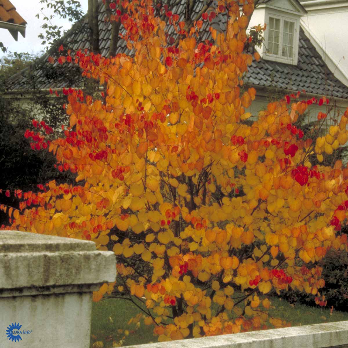 Hjertetræ, også kaldt Katsua, er et løvfældende træ der har enestående høstfarver i røde og gule toner