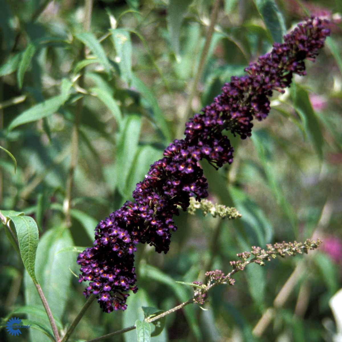 Sommerfuglebusken (Buddleja Davidii Black Knight) med flotte violette blomsterstanden og forskellige grønne nuancer i baggrunden og næsten lidt lyse lilla inde i blomsterne