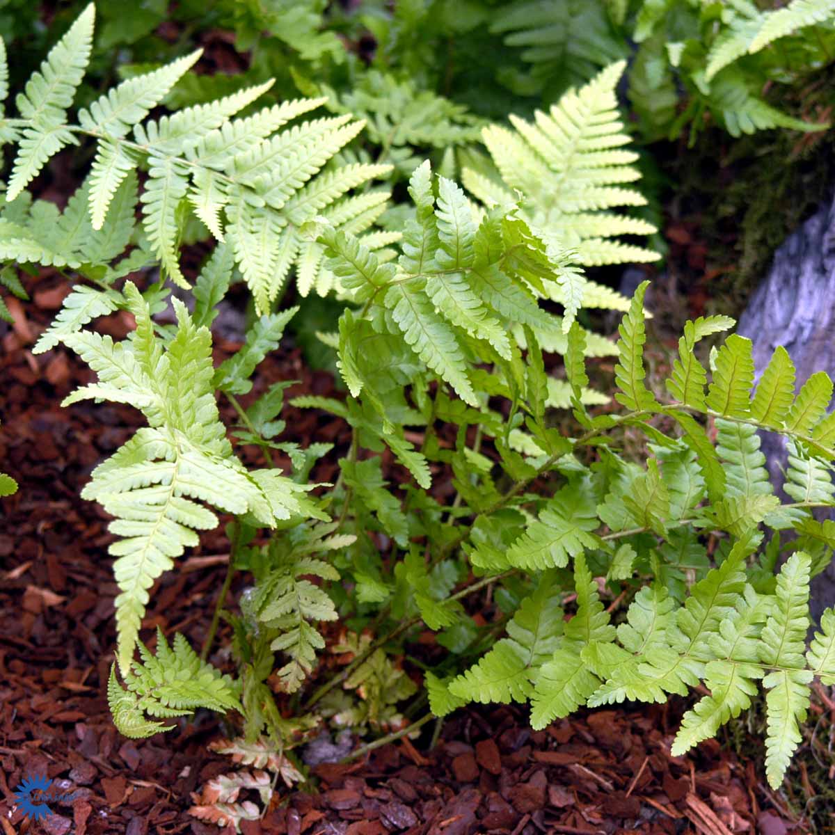 Mangeløv bregne — Dryopteris Filix-mas her vokser den i bark hvilket fremhæver dens flotte grønne blade