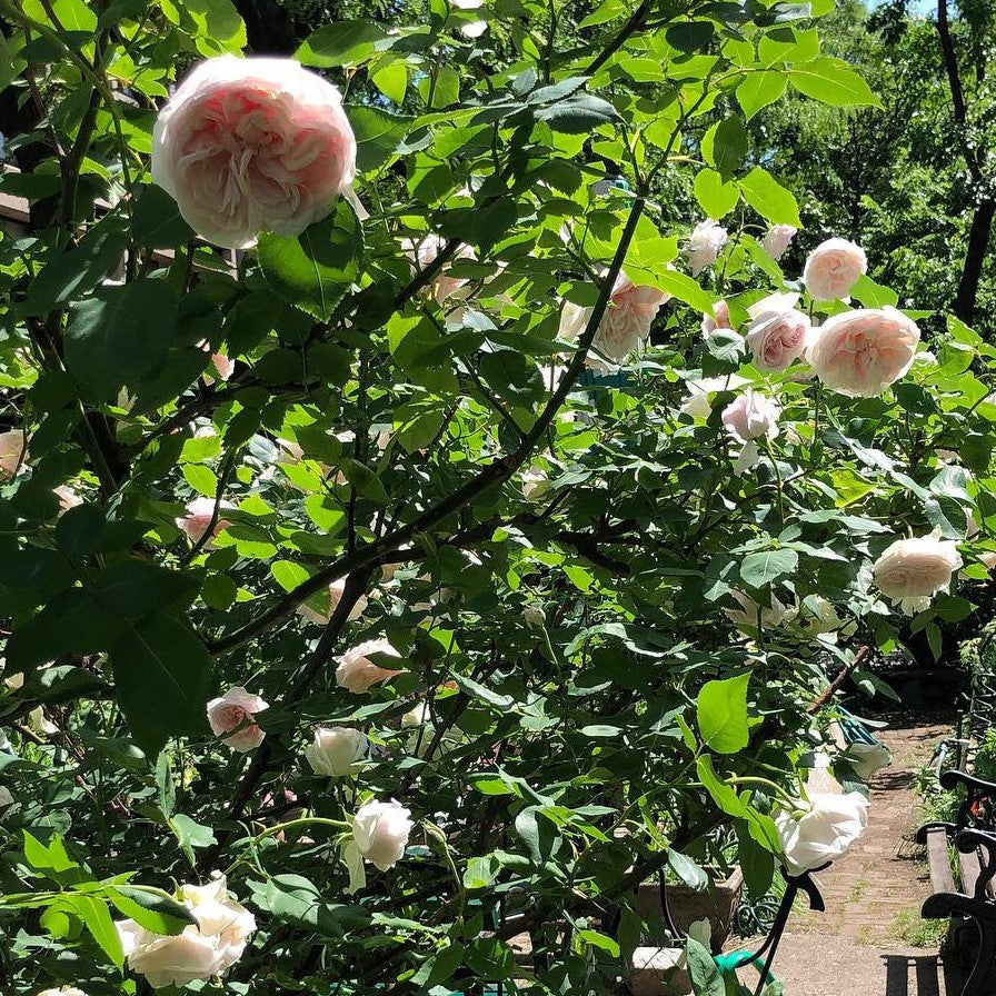 Rose Souvenir De La Malmaison er en dejlig historiske buskrose med smukke lyserøde rosa blomster og smukt grønne blade og løv der fylder noget