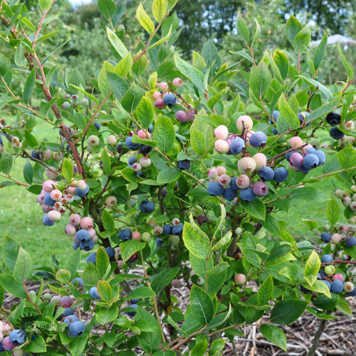 Patriot Blåbærbusk også kendt under navnet vaccinium corymbosum patriot her i fuld figur som voksen busk med massere af bær på der er ved at modne