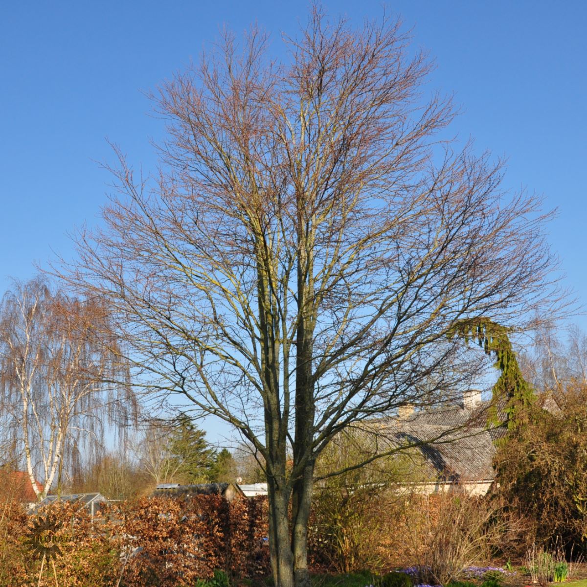 Hjertetræ, også kaldt Katsua, er et løvfældende træ som er pænt om vinteren med klar grenstruktur