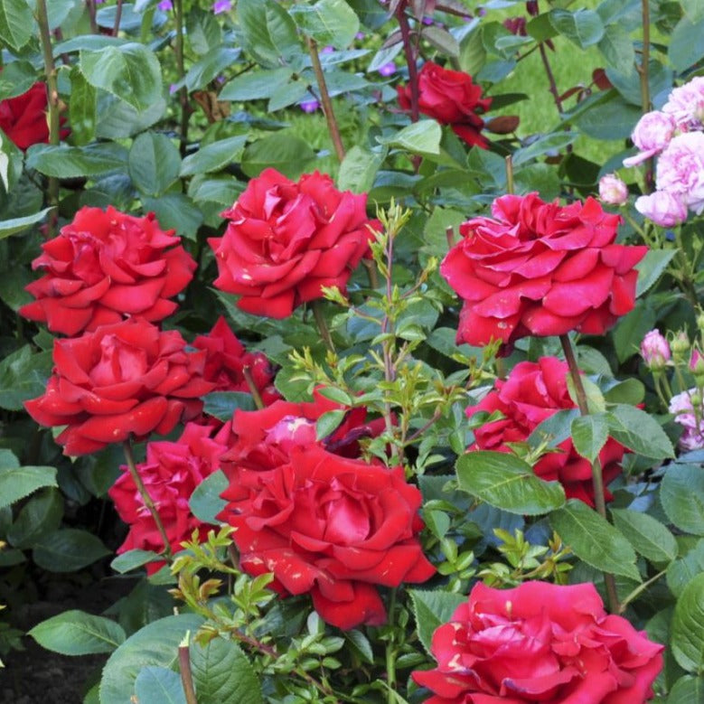 Storblomstret Ingrid Bergman Rosa klassiske, smukke og fløjlsagtige røde blomster.
