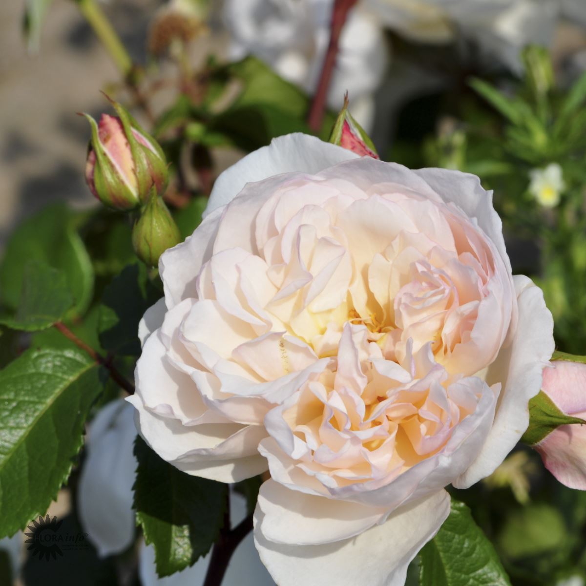 The Generous Gardener Rosen er en Engelsk Rose. Blomsterne er Hvide og bladene er grønne.Slyngrose The Generous Gardener med smukke sart lyserøde blomster i massevis og flot grønt løv og grønne blade