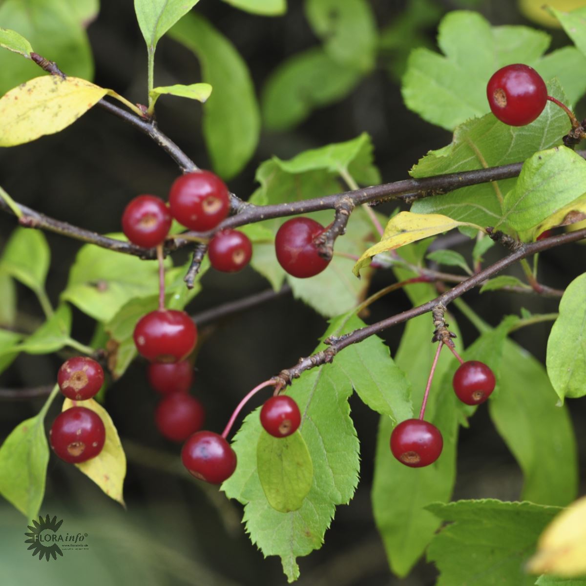 Paradisæble (Malus Toringo Var. Sargentii) også kendt som Sargentæble er et af de mindre træer som her sætter små bær eller frugter der er røde og står flot op i mod de fine grønne blade