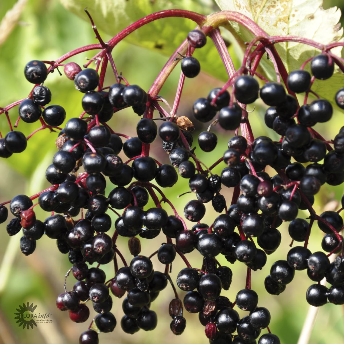 hyldens blomster bliver til sorte hyldebær efter modning og kan bruges til hyldebærsaft