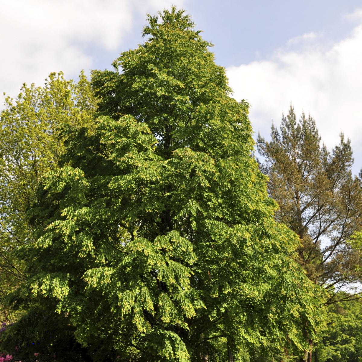 Hjertetræ, også kaldt Katsua, er et løvfældende træ kan efter mange år bliver højt og flot med himmel som baggrund