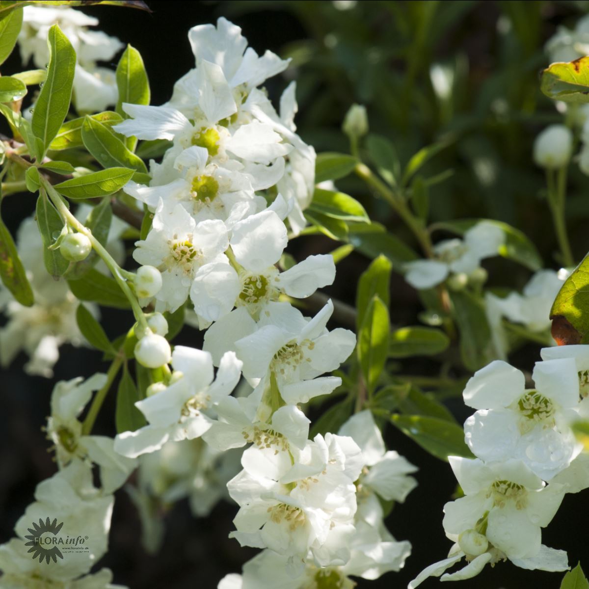 Perlebusk — Exochorda Racemosa, "Niagara" er sådan en god busk de helt rene hvide blomster, der åbner sig fra permorsfarvede knopper og her står udsprungne med deres hvide kronblade op i mod det grønne løv og fine blade