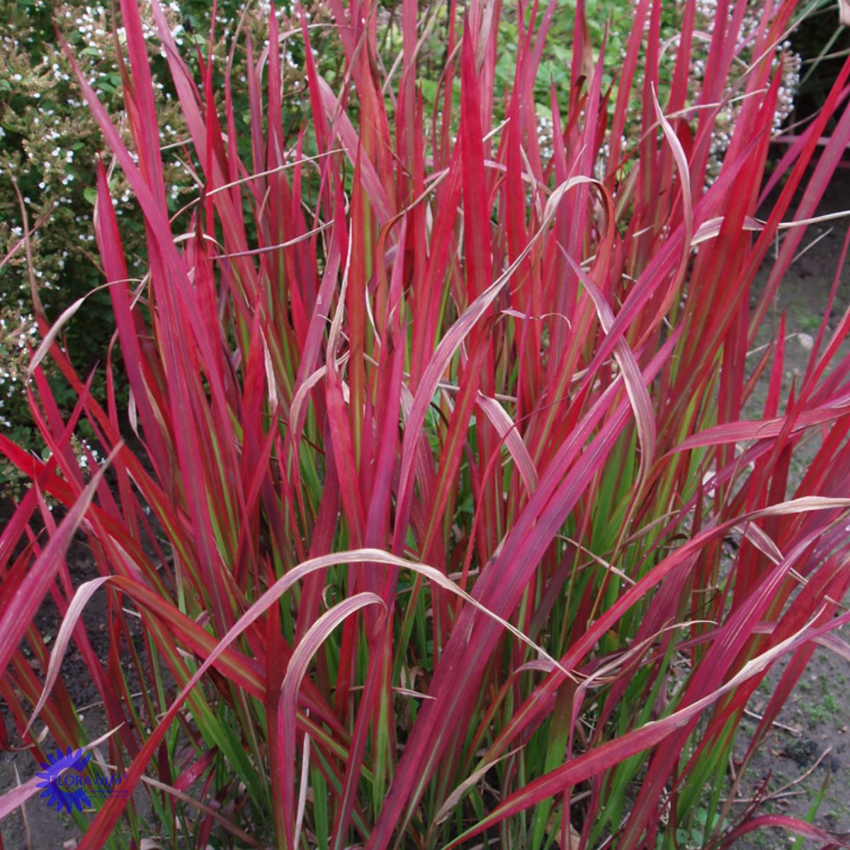 Japansk blodgræs — Imperata Cylindrica, "Red Baron"