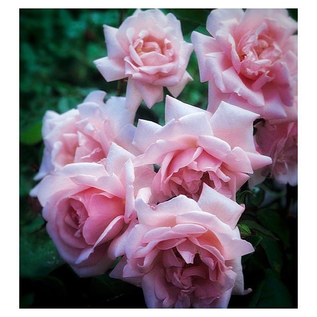 Verdens mest solgte slyngrose . Rosen blomstrer med massevis af flotte lyserøde rosen-blomster og der bliver mørkere og mørkere mod centrum. lyserød Rosen er meget blomsterrig og blomstrer kraftigt