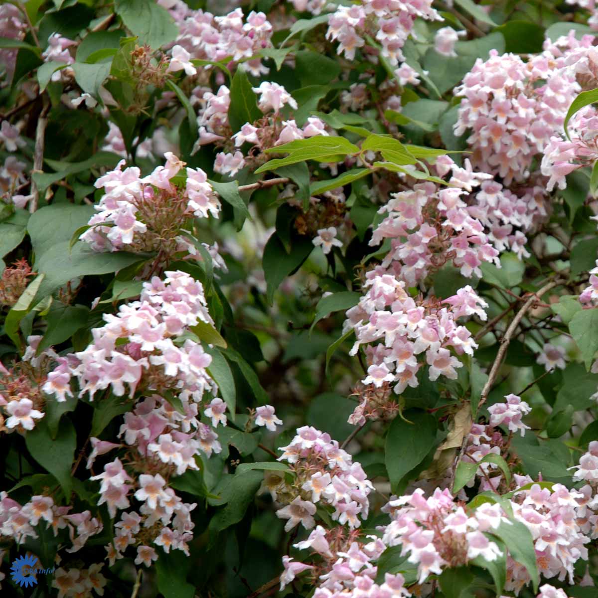 Dronningebusk (Kolkwitzia Amabilis) med smukke hvide og lyserøde blomster op i mod de grønne blade og løv