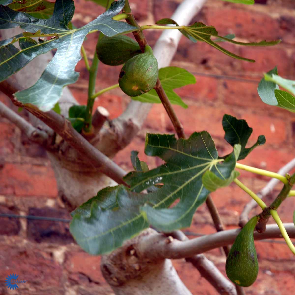 Røsnæs Figen — Ficus Carica `Røsnæs´ er en dansk fremavlet busk eller lille træ, der er særligt vinterhårdfør herhjemme her plantet op af sydvendt mur hjemme i haven