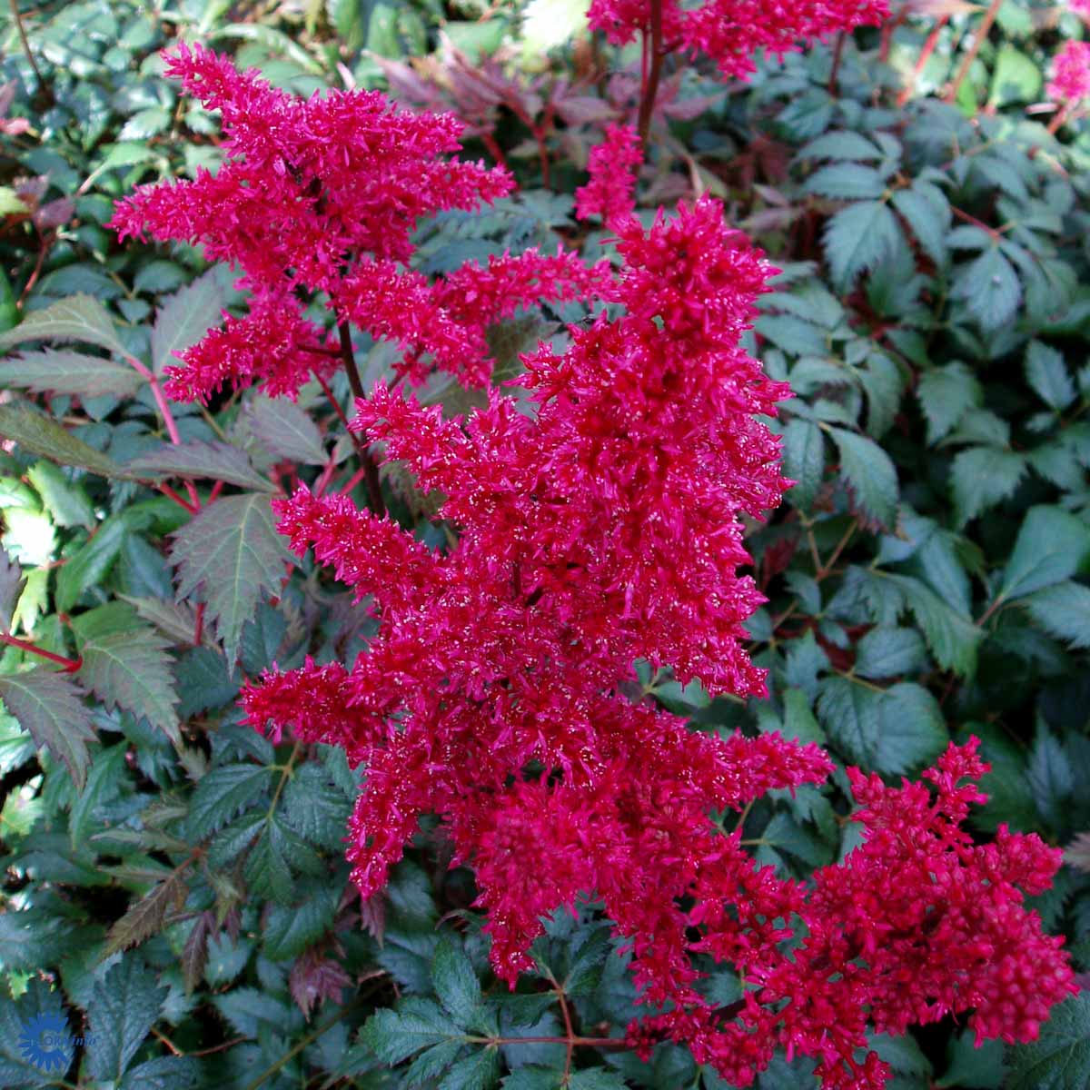 Astilbe Fanal (Astilbe Arendsii Fanal) med røde blomstrende spir og grønne blade og løv. her sammen med andre og set oppefra. her ses det flotte mørke løv tydeligt
