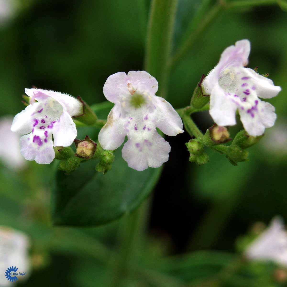 Bjergmynte - Calamintha Nepeta Ssp. Nepeta med lys-lilla eller lys violette blomster og grønne blade
