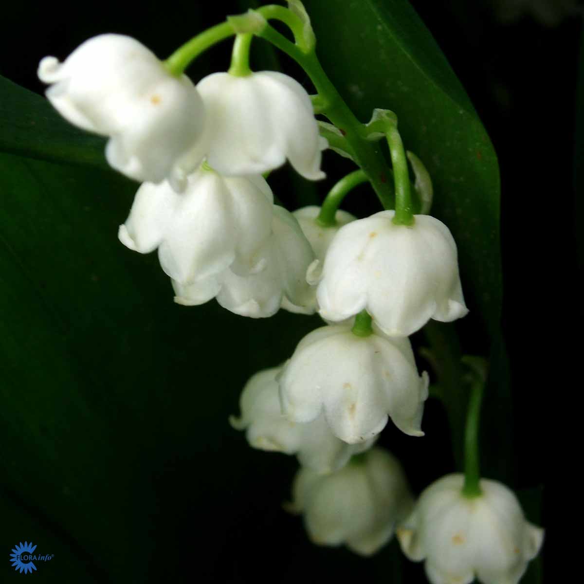 Liljekonval - Convallaria Majalis er en smukt, elegant og yndefuld hvidblomstrende staude med lange stængler med blomster på