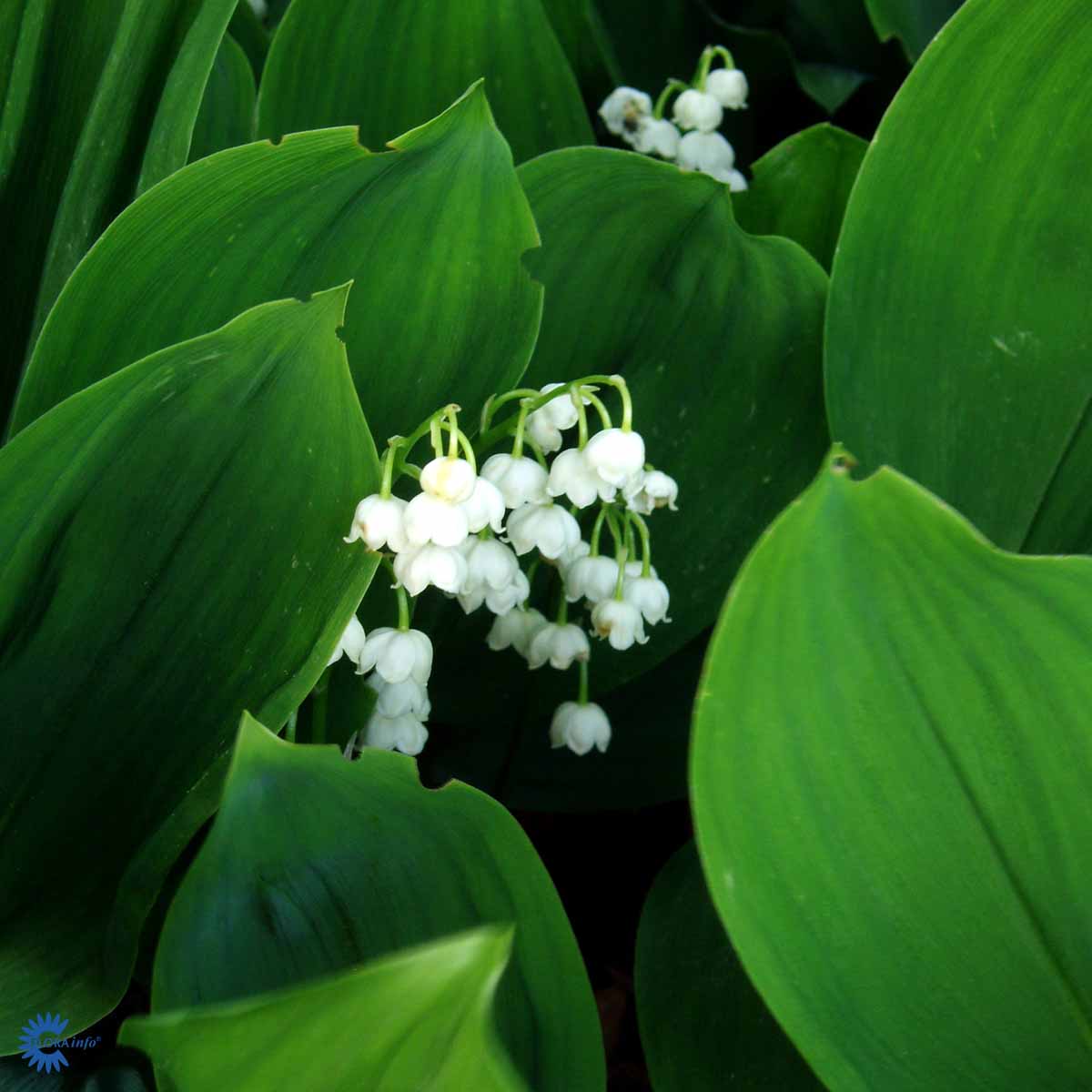 Liljekonval - Convallaria Majalis er en smukt, elegant og yndefuld hvidblomstrende staude der har grønne blade og kan vokse i grupper