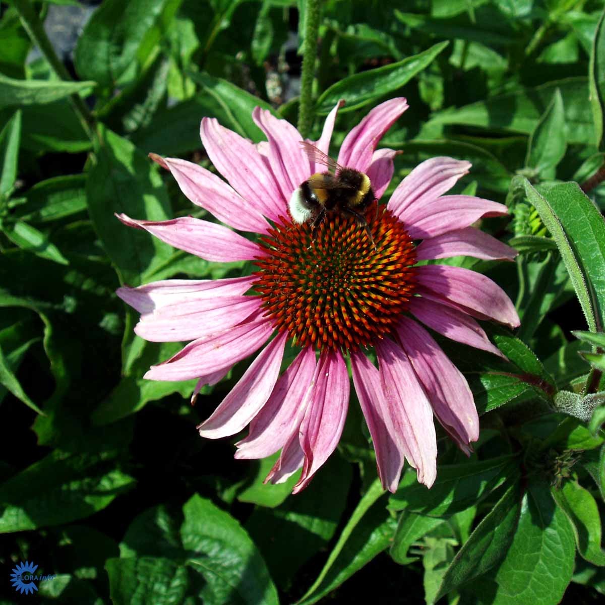 Purpursolhat - Echinacea Purpurea Magnus elsket af brumbasser og bier her med grønt løv i baggrunden