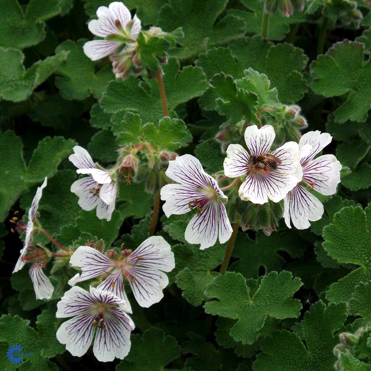Storkenæb – Geranium Renardii får meget specielle og flotte blomster i hvid med lilla optegninger i her ses nogle stykker samlet og en brumbasse