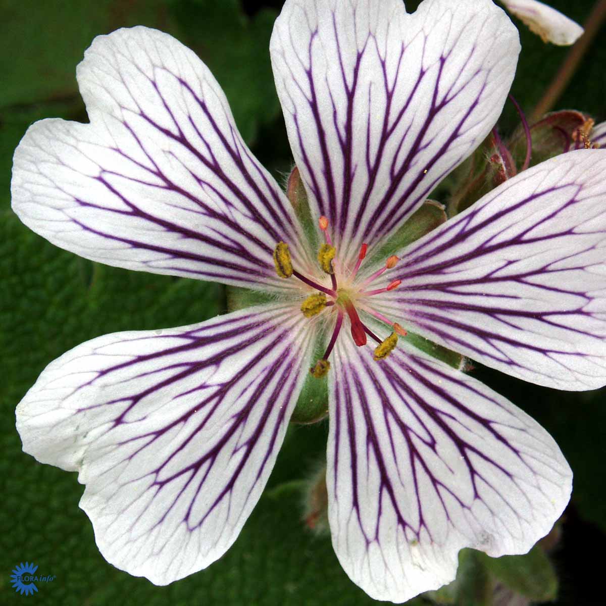 Storkenæb – Geranium Renardii får meget specielle og flotte blomster i hvid med lilla optegninger i her ses en enkelt blomst
