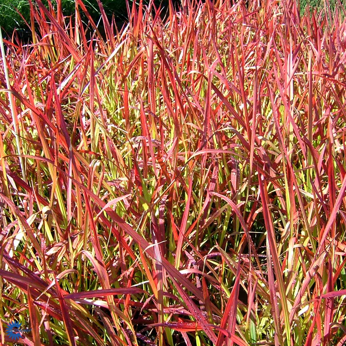 Japansk blodgræs — Imperata Cylindrica, "Red Baron"