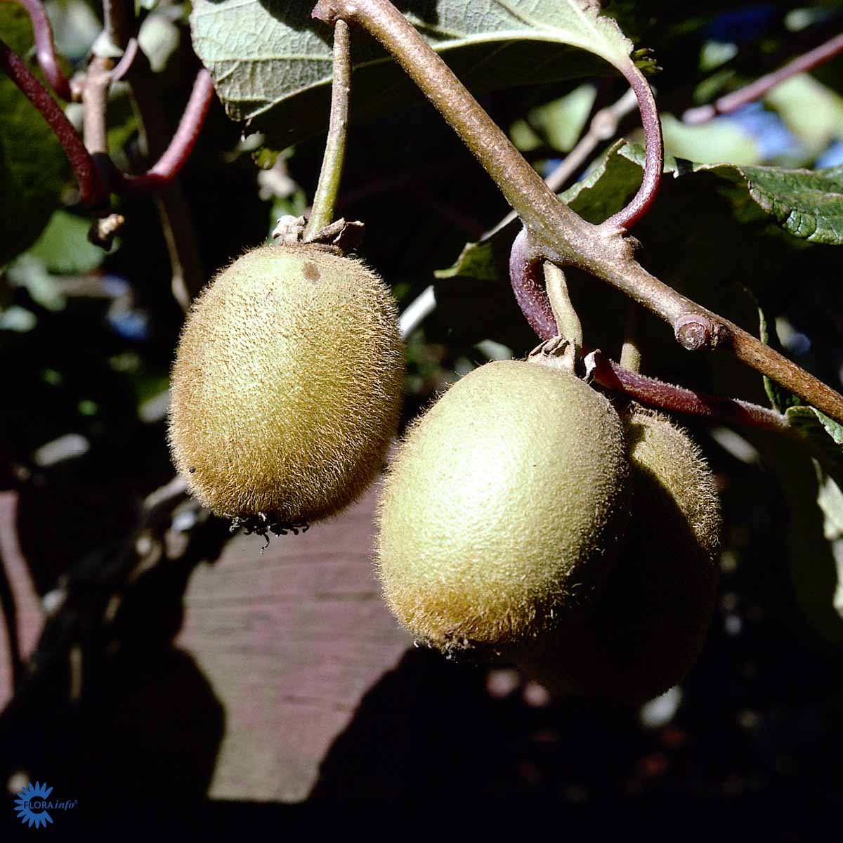 Actinidia deliciosa `Solissimo´ Kiwi er en rigtig god kiwi sort der er selvbestøvende og ses her med 2 to kiwier hængende på planten