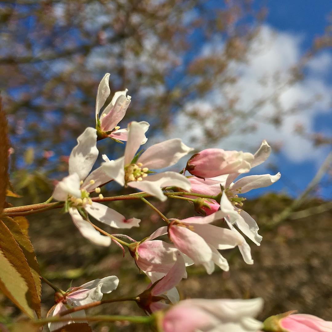 Bærmispel — Amelanchier Arborea, "Robin Hill" er et lille fingrenet og meget smukt træ her med blomster på vej til at springe ud