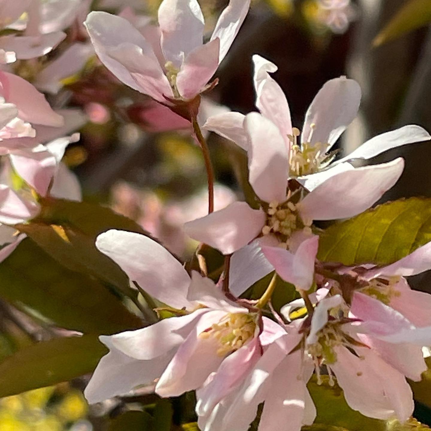 Bærmispel — Amelanchier Arborea, "Robin Hill" er et lille fingrenet og meget smukt træ der her ses i fuldt flor