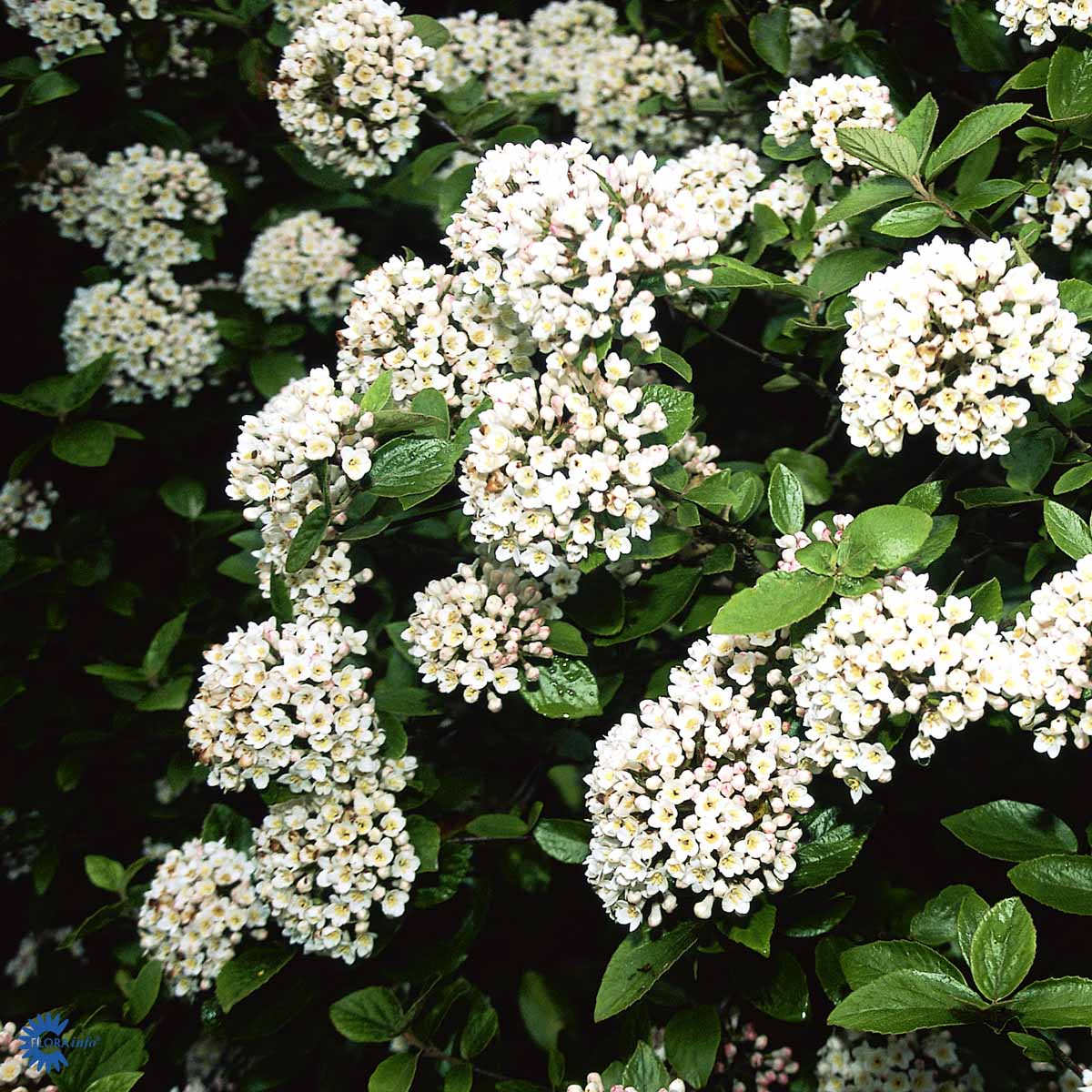 Smukke og duftende hvide kugler af blomster på blomstrende duftsnebolle, her hvor det kønne og meget blanke grønne løv og blade også ses