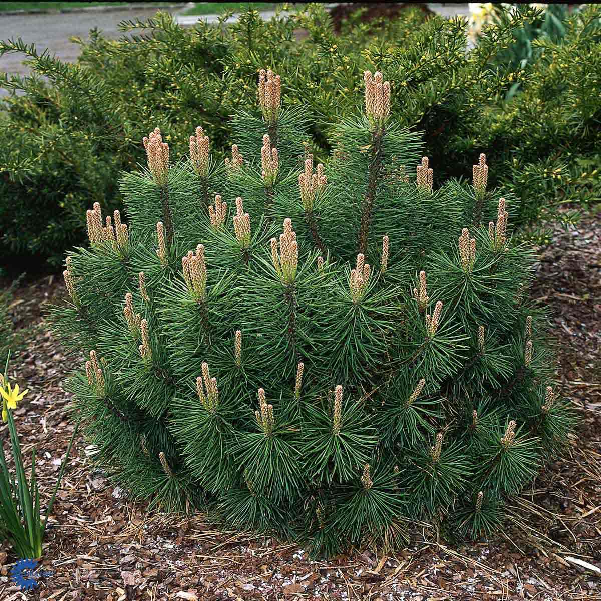 Bjergfyr (Pinus mugo) her med flotte grønne nåle her plantet med bark omkring sig
