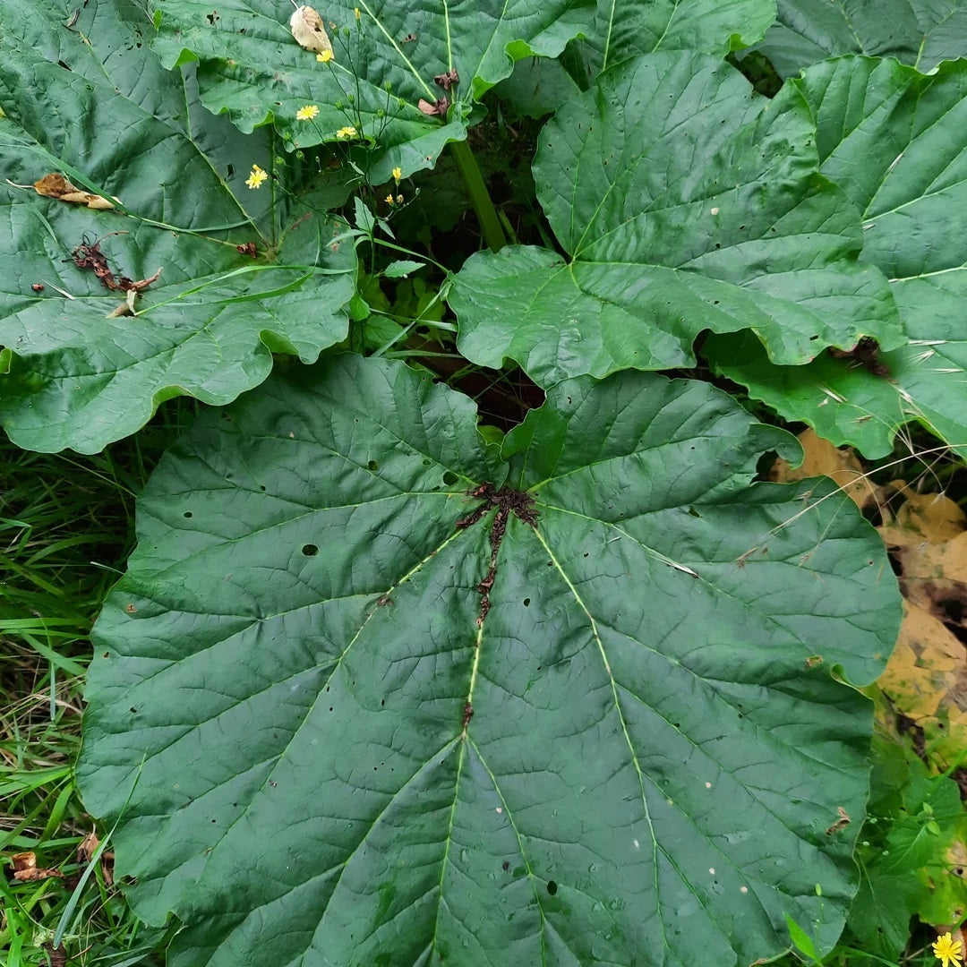 Rabarber – Rheum rhabarbarum `Livingstone´ med flotte grønne blade