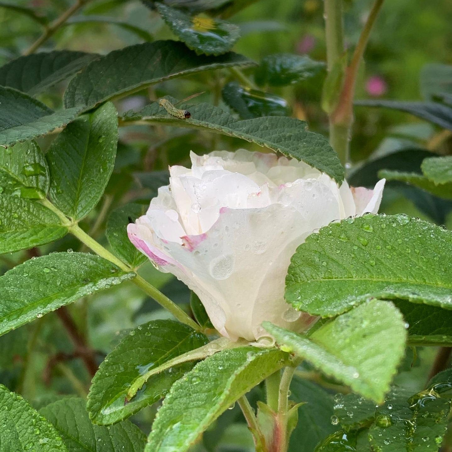 Louise Bugnet Rose – Historisk rose, Buskrose, mini hæk