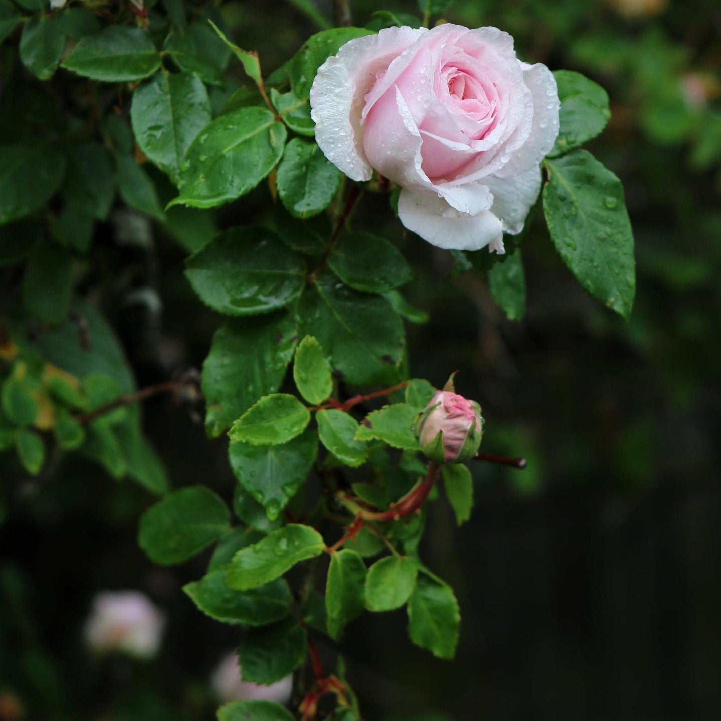 Rose Souvenir De La Malmaison er en dejlig historiske buskrose med smukke lyserøde rosa blomster og smukt grønne blade og løv her på mørk næsten sort baggrund