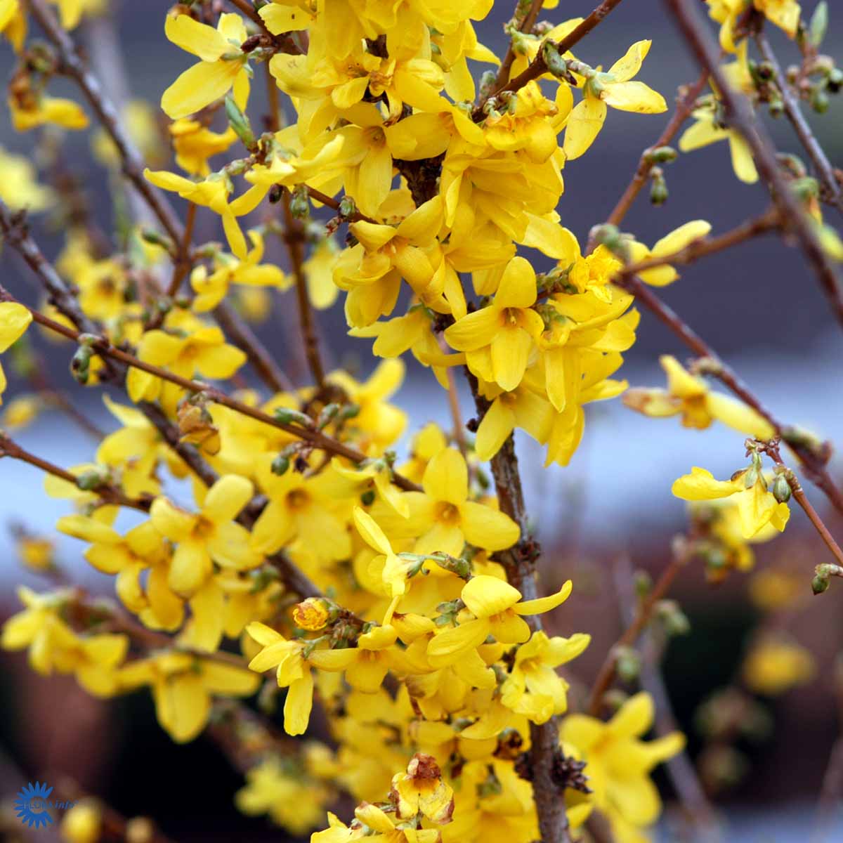 Vårguld - Forsythia Intermedia Lynwood her med fine gule blomster hele vejen op og ned at stænglerne