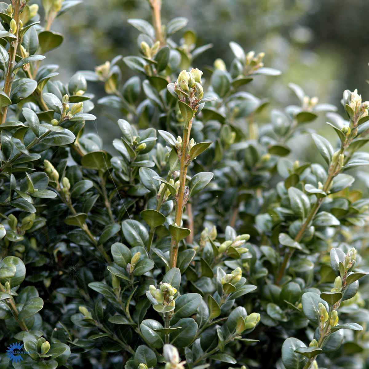 Storbladet Buksbom — Buxus Sempervirens, "Rotundifolia"