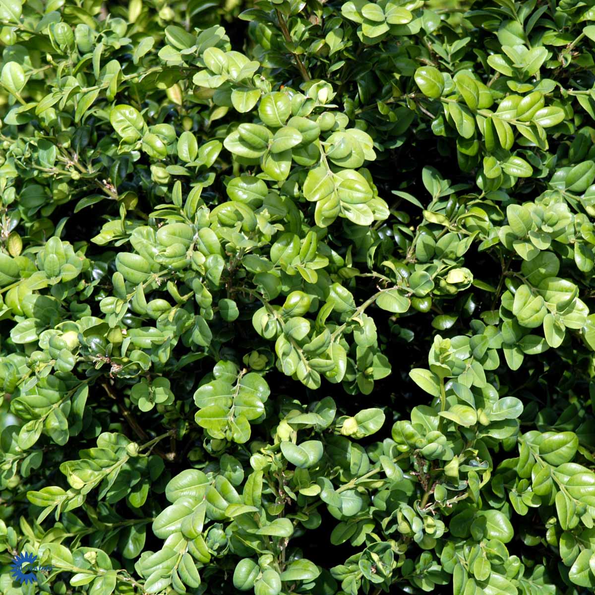 Storbladet Buksbom — Buxus Sempervirens, "Rotundifolia"