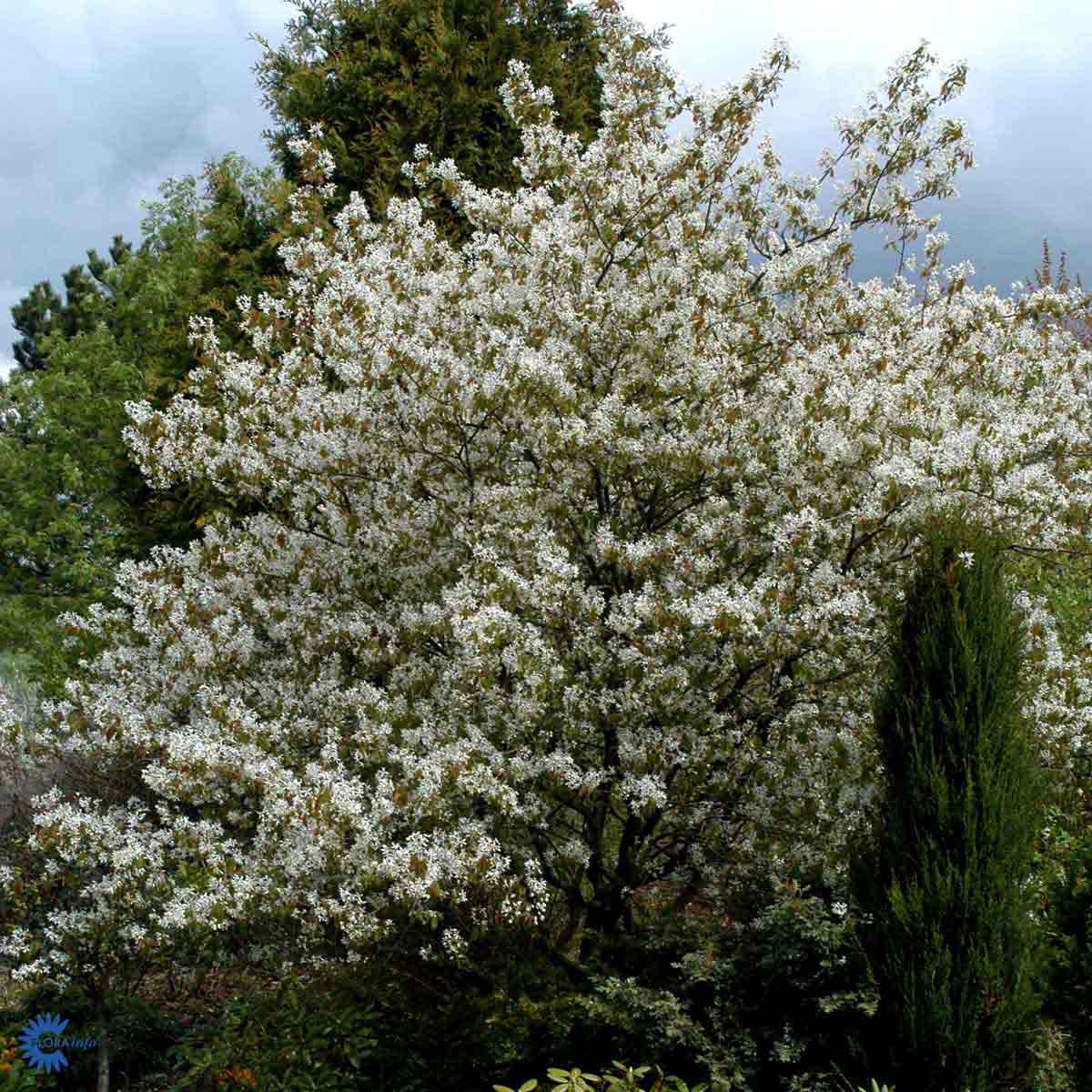 ærmispel er en af de helt store klassikkere i haven. De er små træer eller buske, der får en sky af fine lette hvide stjerneformede forårsblomster der danner en hel kæmpe sky omkring træet i foråret