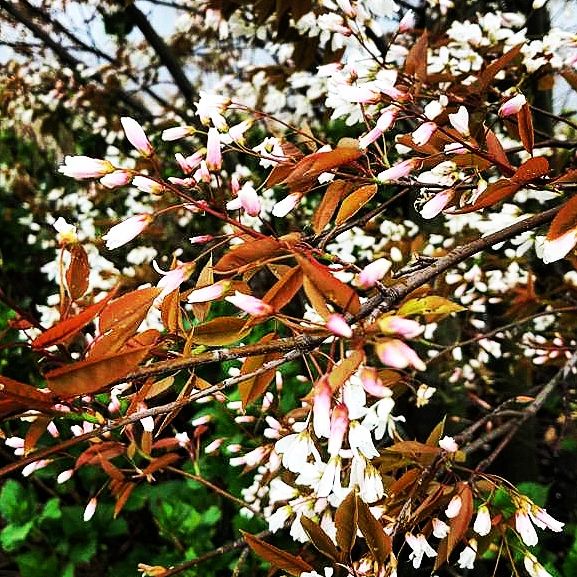 Bærmispel — Amelanchier Arborea, "Robin Hill" er et lille fingrenet og meget smukt træ her i blomst og med flot løv og blade i rødlige nuancer