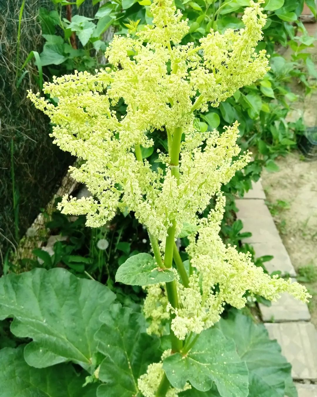 Rabarber – Rheum rhabarbarum `Livingstone´ blomsterstand med hvide eller grønlige blomster