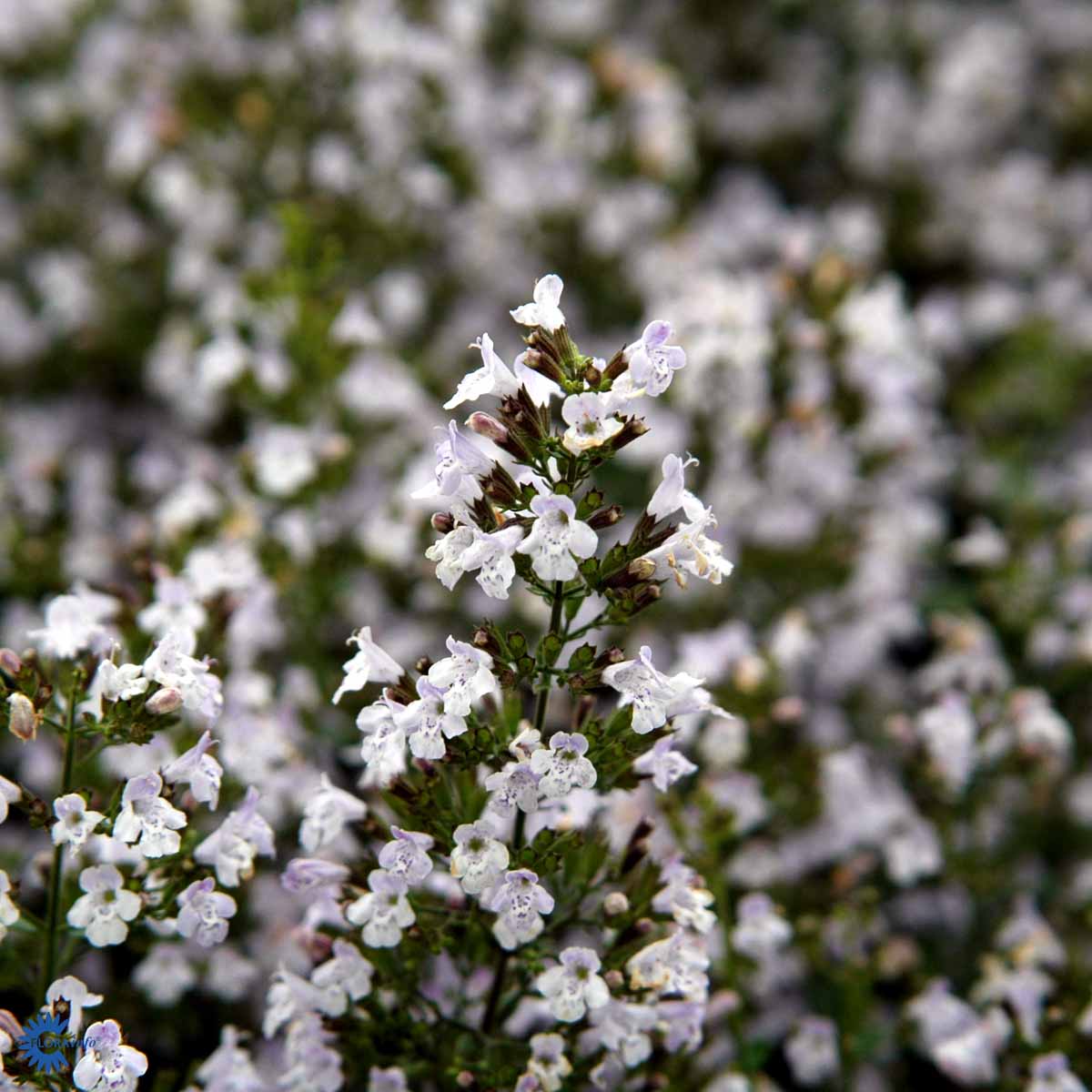 Bjergmynte - Calamintha Nepeta Ssp. Nepeta med lys-lilla eller lys violette blomster på oprette stængler