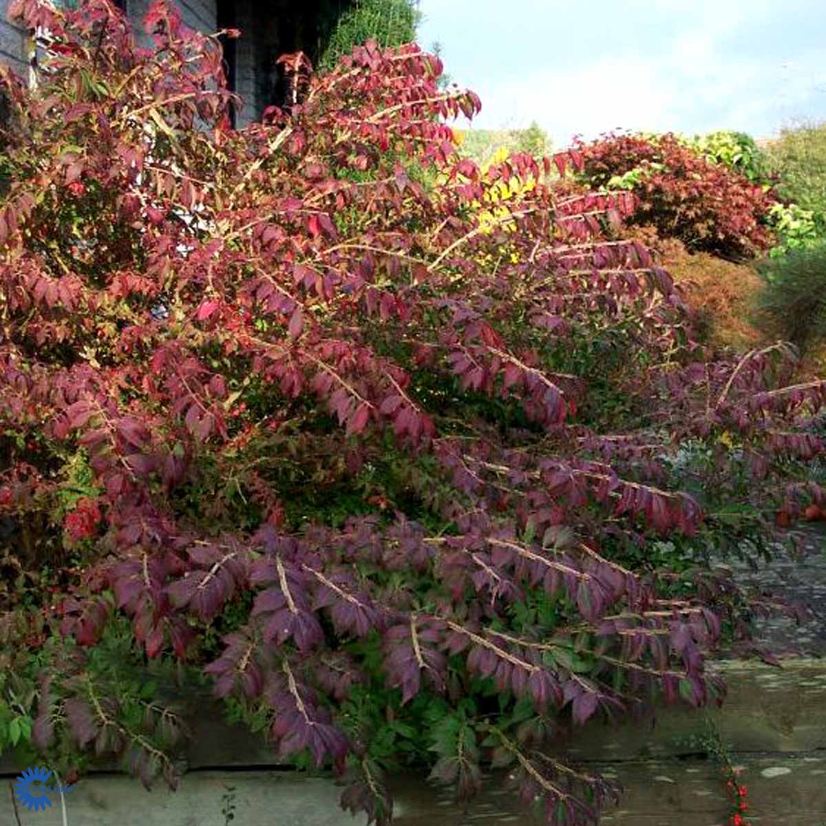 Dværg Benved — Euonymus Alatus, "Compactus" er en busk med mange flotte grene og røde blade i efteråret